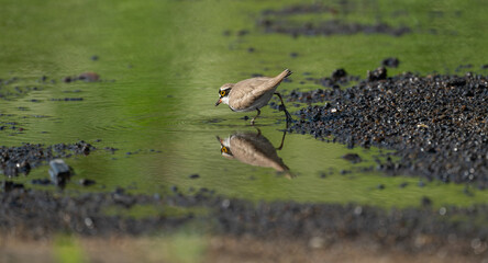 A little Ringed plover with reflection on water.