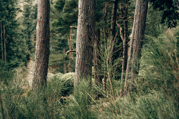 A close up of green foliage and nature in a woodland area in the English Countryside