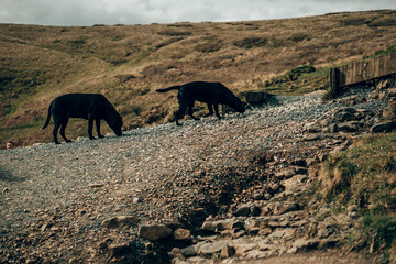Two black dogs on an outdoor path in the English Countryside in Yorkshire
