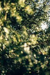 A close up of green foliage and nature in a woodland area in the English Countryside