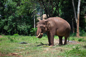 elephant eat leaves in the zoo