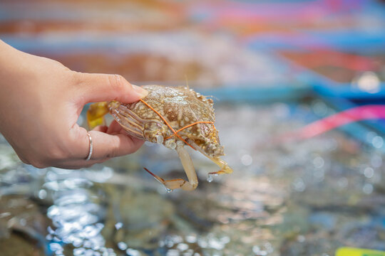 Cropped image of fresh blue crab or horse crab on buyer hand in the seafood market.