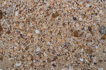 Sand, rock and shells on the beach background. Texture ground, nature background.