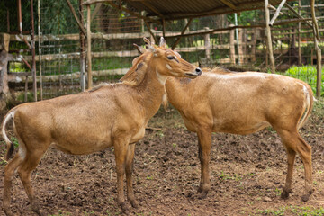 Naklejka na ściany i meble Asian antelope, Nilgai, endemic antelope in India