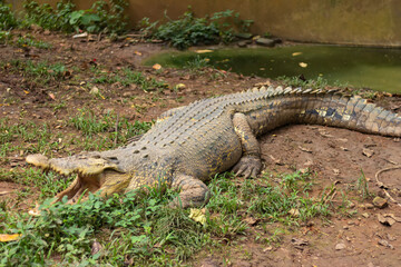 View of crocodile with open mouth