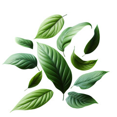 leaf green isolate PNG transparent - obrazy, fototapety, plakaty