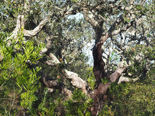 Peeled cork oak tree - the bark is used for the production of cork in Portugal