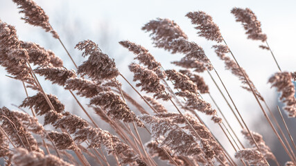 dry ears of reed in the snow near the lake in winter. natural background, winter nature