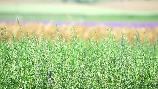 Tarragon. Lush tarragon field with rows of green herbs, herb cultivation, agricultural landscape, culinary ingredients, aromatic herbs. Organic agriculture harvesting agribusiness concept. Slow motion