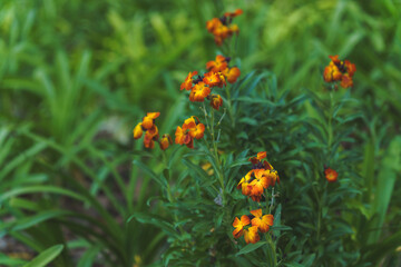 close-up of a CHEIRANTHUS CHEIRI OR YELLOW ALHELI plant with a green grass meadow in the background