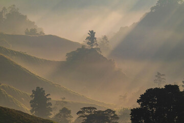 Sunrise of tea plantation in Cameron Highland, Malaysia.
