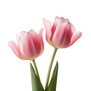 Beautiful tulip flower isolated on white