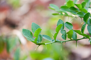 green bergamot leaves on the tree