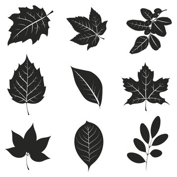 leaf silhouette vector set design	