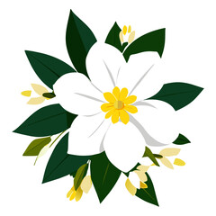 A delicate jasmine flower blooms gracefully in nature, its white petals unfurling like a fragrant tapestry.