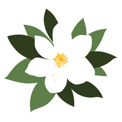 Jasmine flower nature, delicate beauty in white.