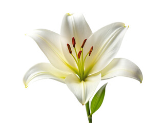 Obraz premium White lily flower. isolated on transparent background.