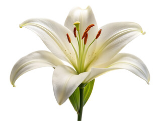 White lily flower. isolated on transparent background.