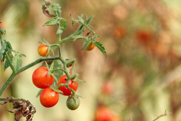 tomatoes on a branch
