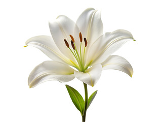 Fototapeta na wymiar White lily flower. isolated on transparent background.