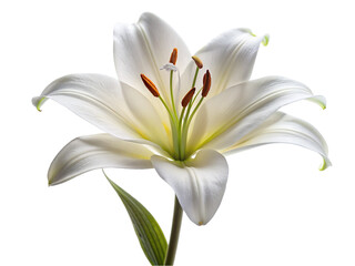Fototapeta na wymiar White lily flower. isolated on transparent background.
