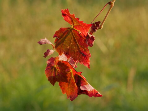 Foglie, foglia, autunno, rosso, verde, stagioni