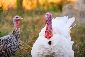 Turkey white with red face portrait style in garden