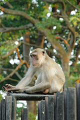 adult Long-tailed macaque (Macaca fascicularis) also known as cynomolgus monkey in Sumatra island, Indonesia