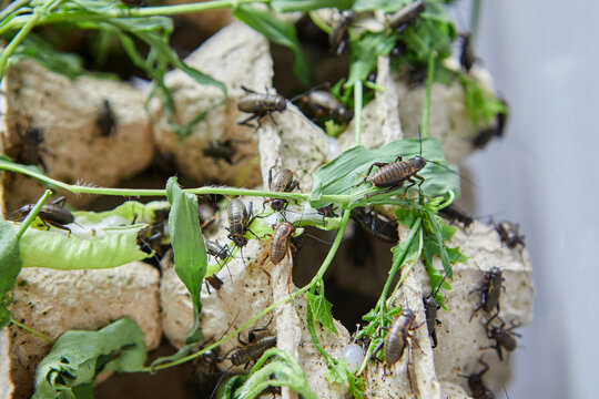 Close-up of tiny crickets in farm