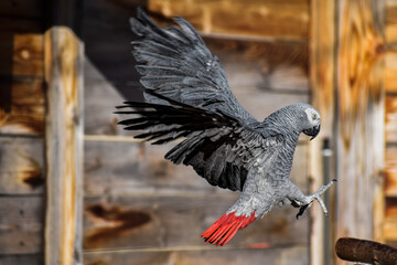African Gray Parrot Training Version 1