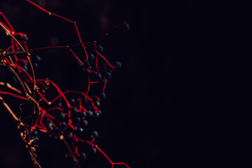 Grapes on black, red branches