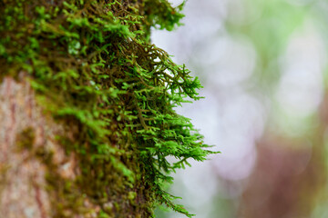 Green moss grown up on tree bark