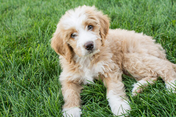 Fluffy puppy laying in green grass with head tilt