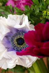 Macro photo of anemones in a bunch