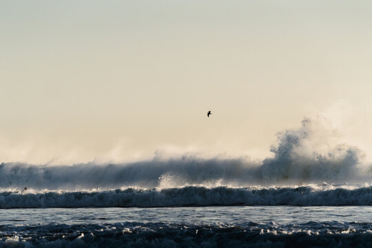 bird flying above a breaking wave, at sunset, high contrast