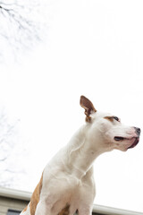 Rescue dog with skyward gaze