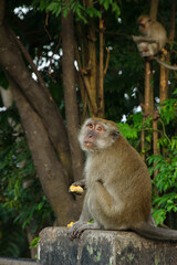 adult Long-tailed macaque (Macaca fascicularis) also known as cynomolgus monkey eating a banana in Sumatra island, Indonesia