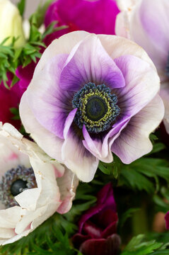 Up close detailed photo of anemone