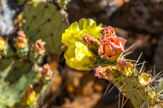 A flowering cactus in Tucson, Arizona