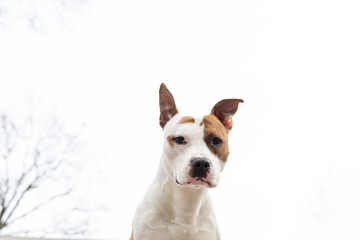 Focused rescue dog against white sky