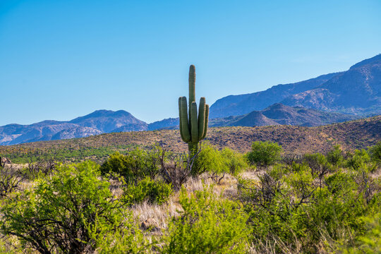 A long slender Saguaro Cactus in Tucson, Arizona