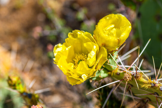 A flowering cactus in Tucson, Arizona