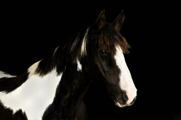 Paint Draft Horse Black Background