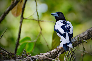 beauty bird cracticus cassicus