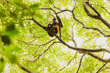 Monkey up in trees in Costa Rica - obrazy, fototapety, plakaty