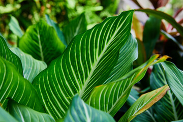 Close-up of dieffenbachia Exotica leaf on  plant
