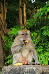 adult Long-tailed macaque (Macaca fascicularis) also known as cynomolgus monkey eating a banana in Sumatra island, Indonesia