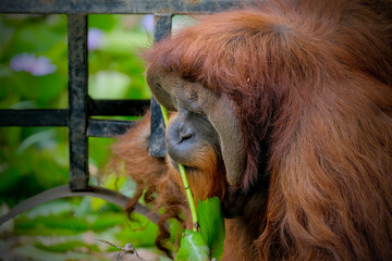 Male bornean orangutan caching the leaf