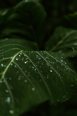 Jungle, tropical leaf with dew drops, close-up.