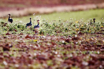 Four bustard chicks in the Alhambreña dehesa